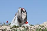 SHIH TZU 004